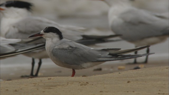 Common Tern - ML466105