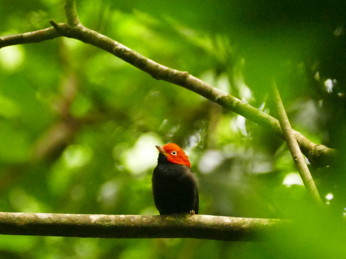 Red-capped Manakin - ML466105251