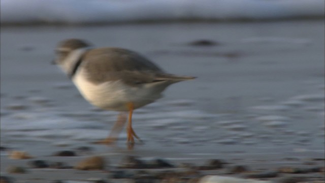 Piping Plover - ML466108