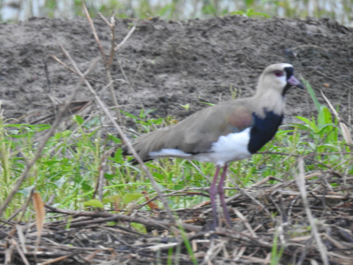 Southern Lapwing - Leandro Niebles Puello