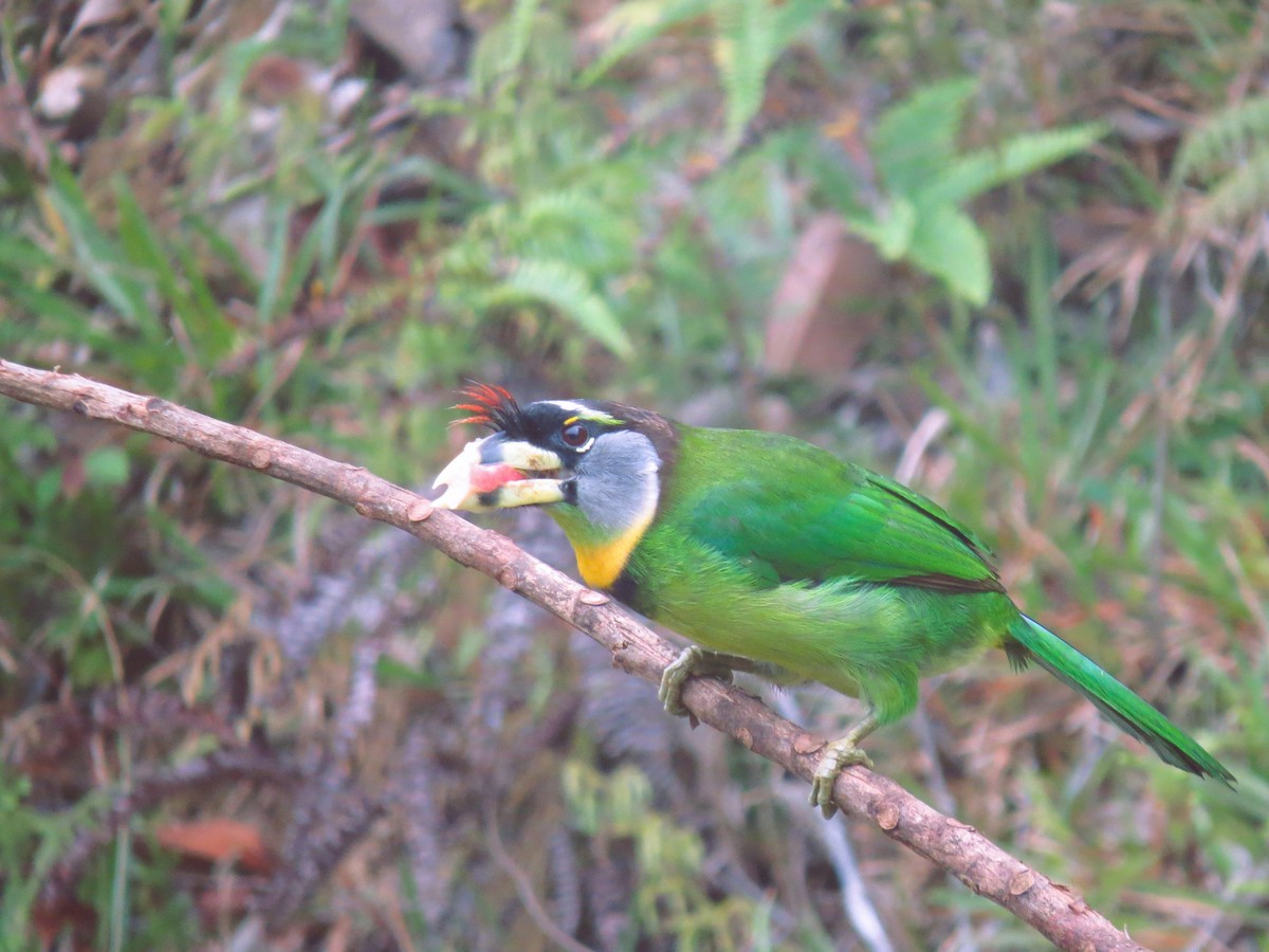 Fire-tufted Barbet - ML466109871