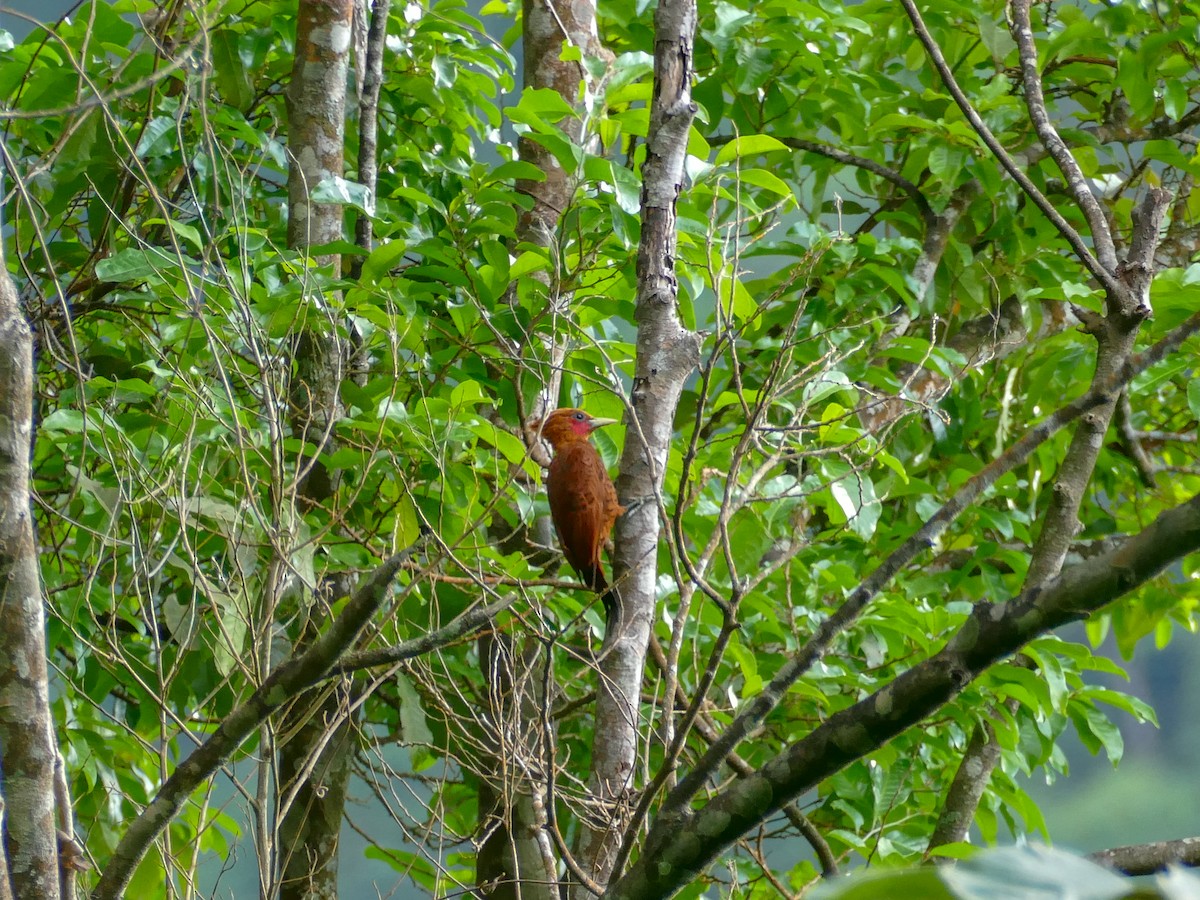Chestnut-colored Woodpecker - ML466111751