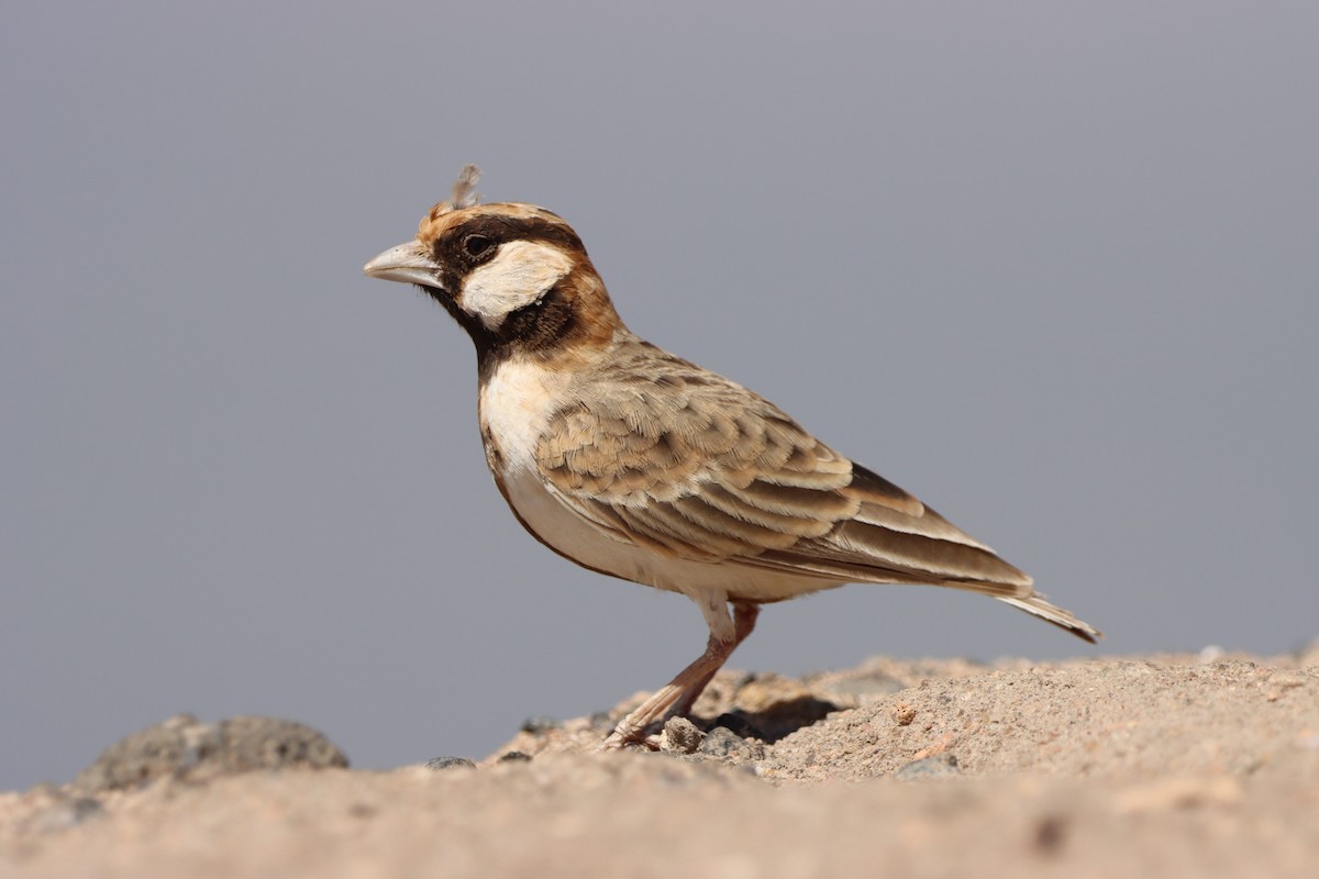 Fischer's Sparrow-Lark - Johannes Hogrefe
