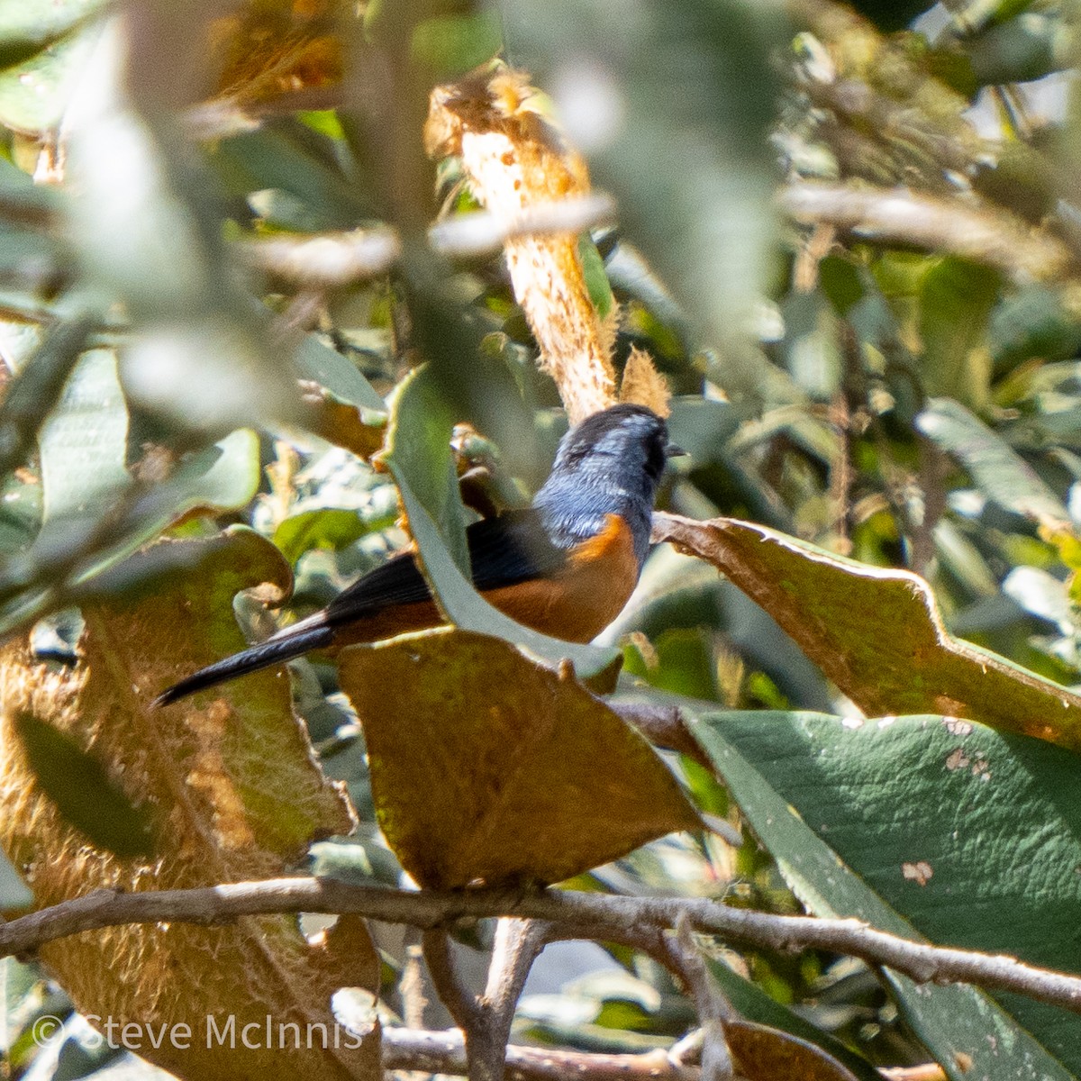 Chestnut-bellied Mountain Tanager - Steve McInnis
