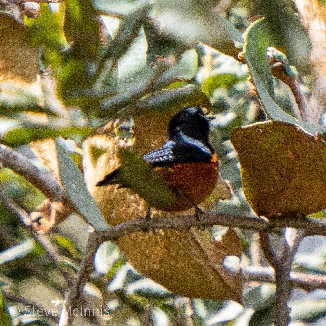 Chestnut-bellied Mountain Tanager - ML466115471