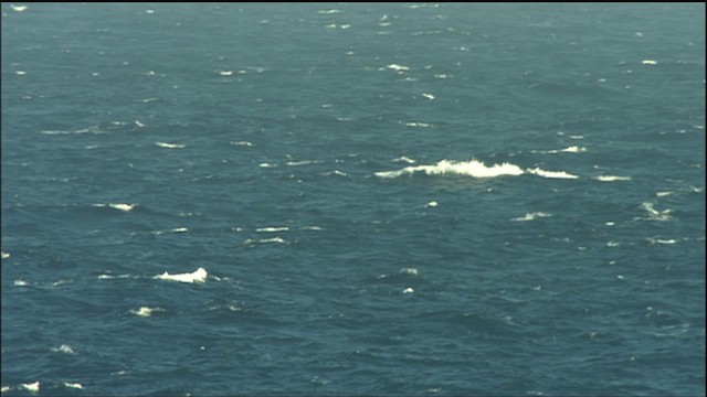  - Black-capped Petrel