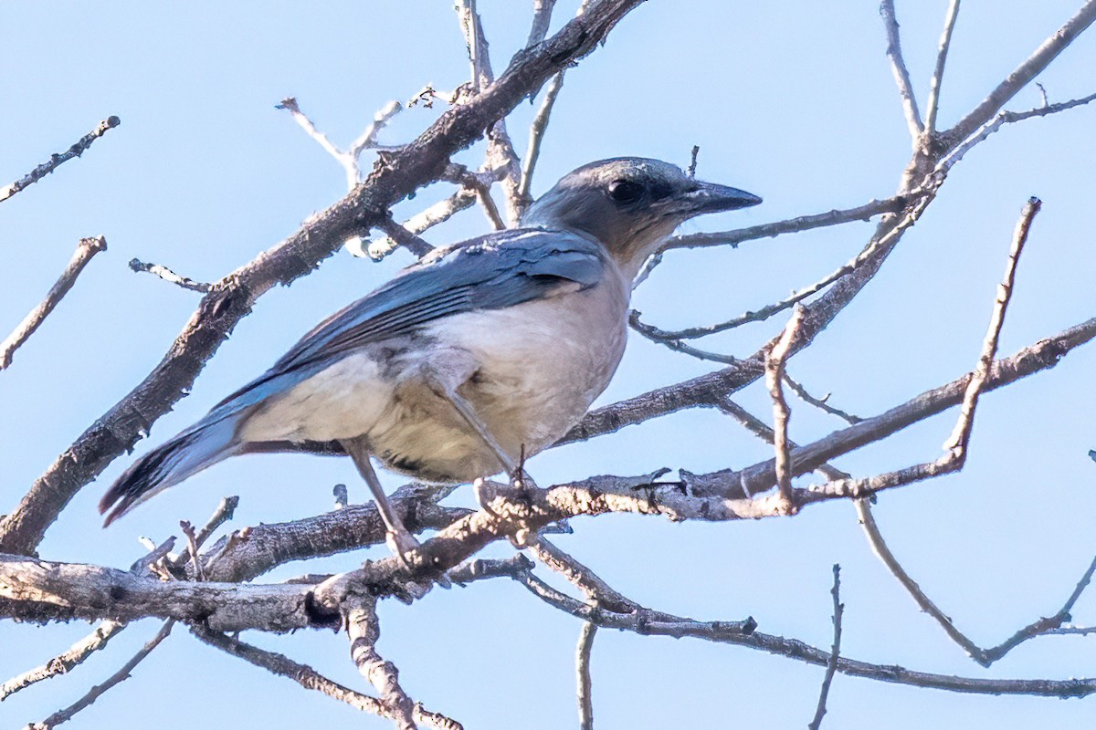 Mexican Jay - ML466120341