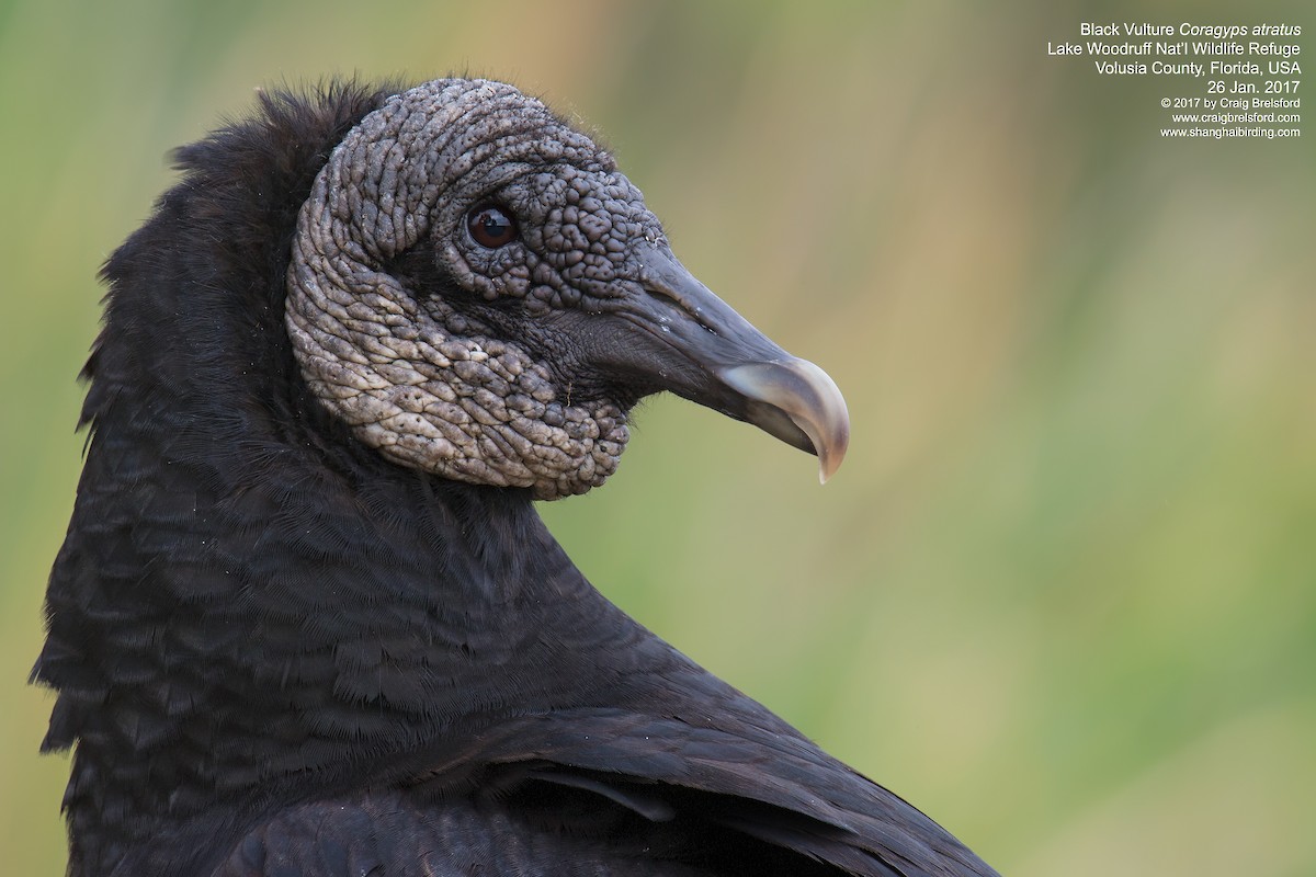 Black Vulture - Craig Brelsford
