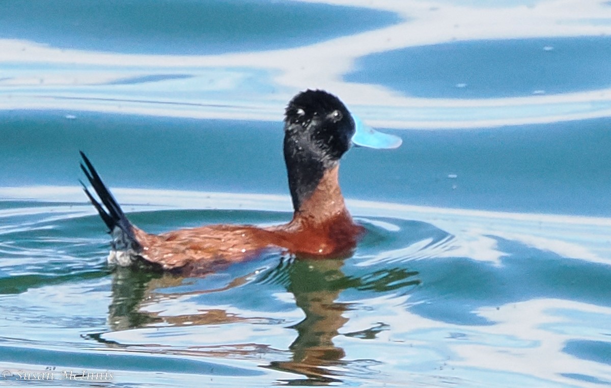 Andean Duck - ML466123791