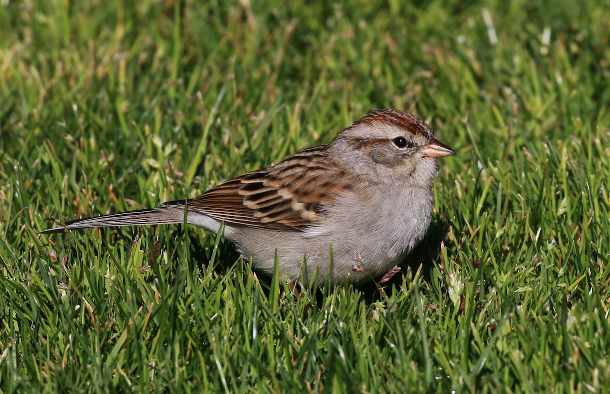 Chipping Sparrow - Tom Benson