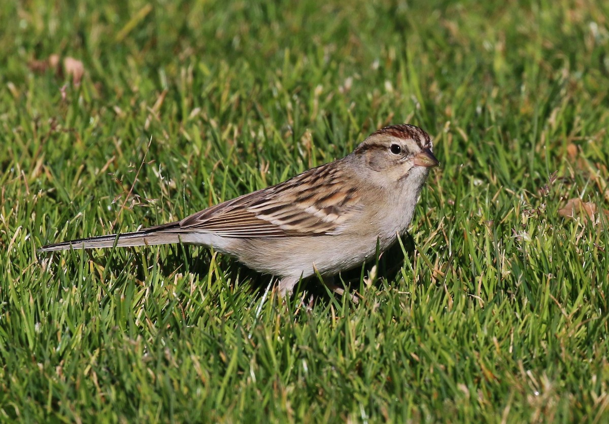 Chipping Sparrow - ML46612461