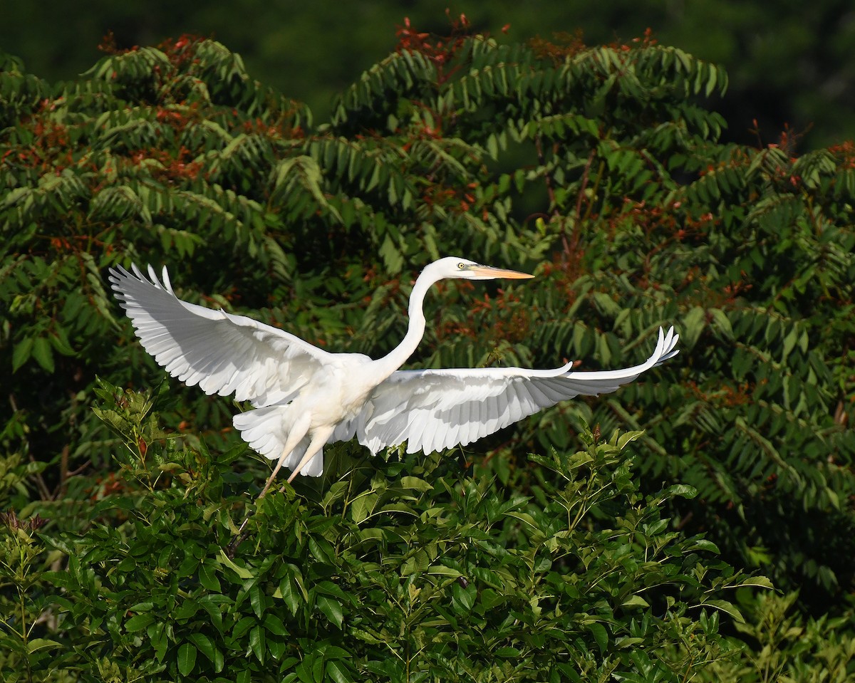 eBird Checklist - 28 Jun 2022 - Saltville Well Fields - 49 species