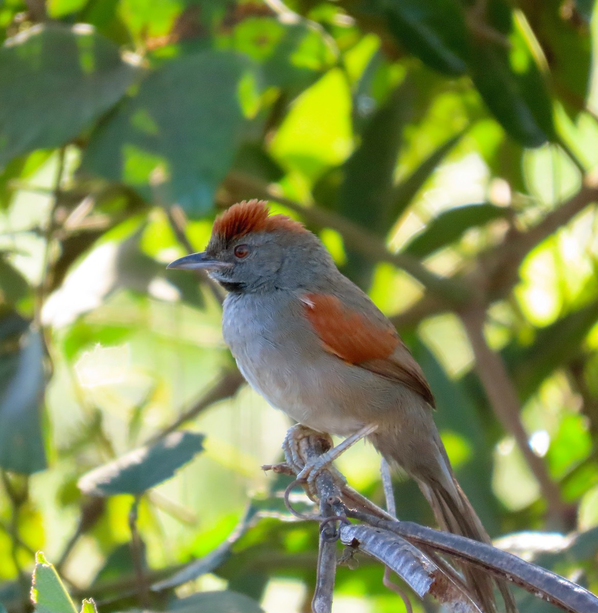 Cinereous-breasted Spinetail - Kathy Carroll