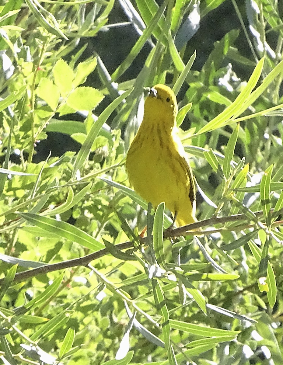 Yellow Warbler - ML466130511