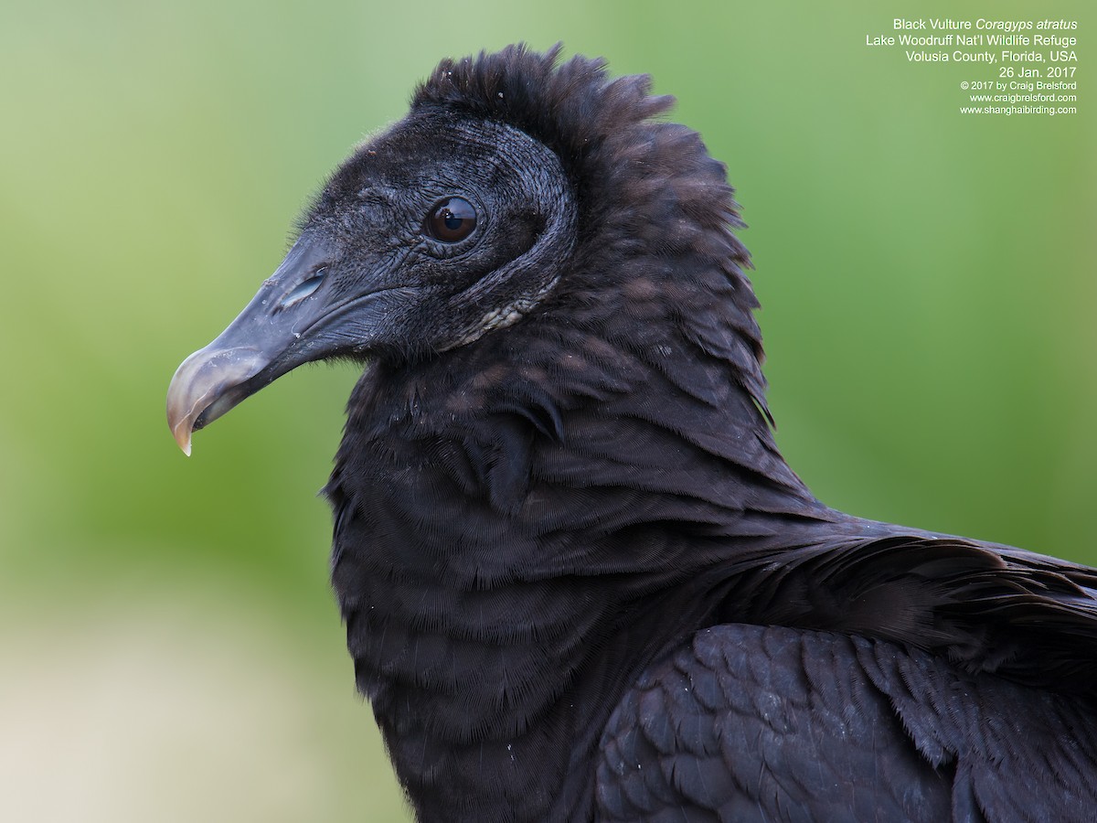 Black Vulture - Craig Brelsford