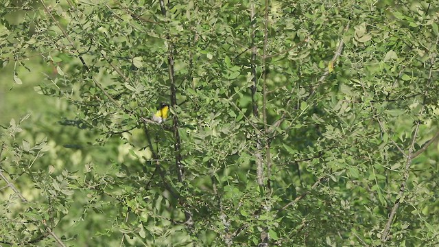 lesníček žlutoprsý - ML466138931