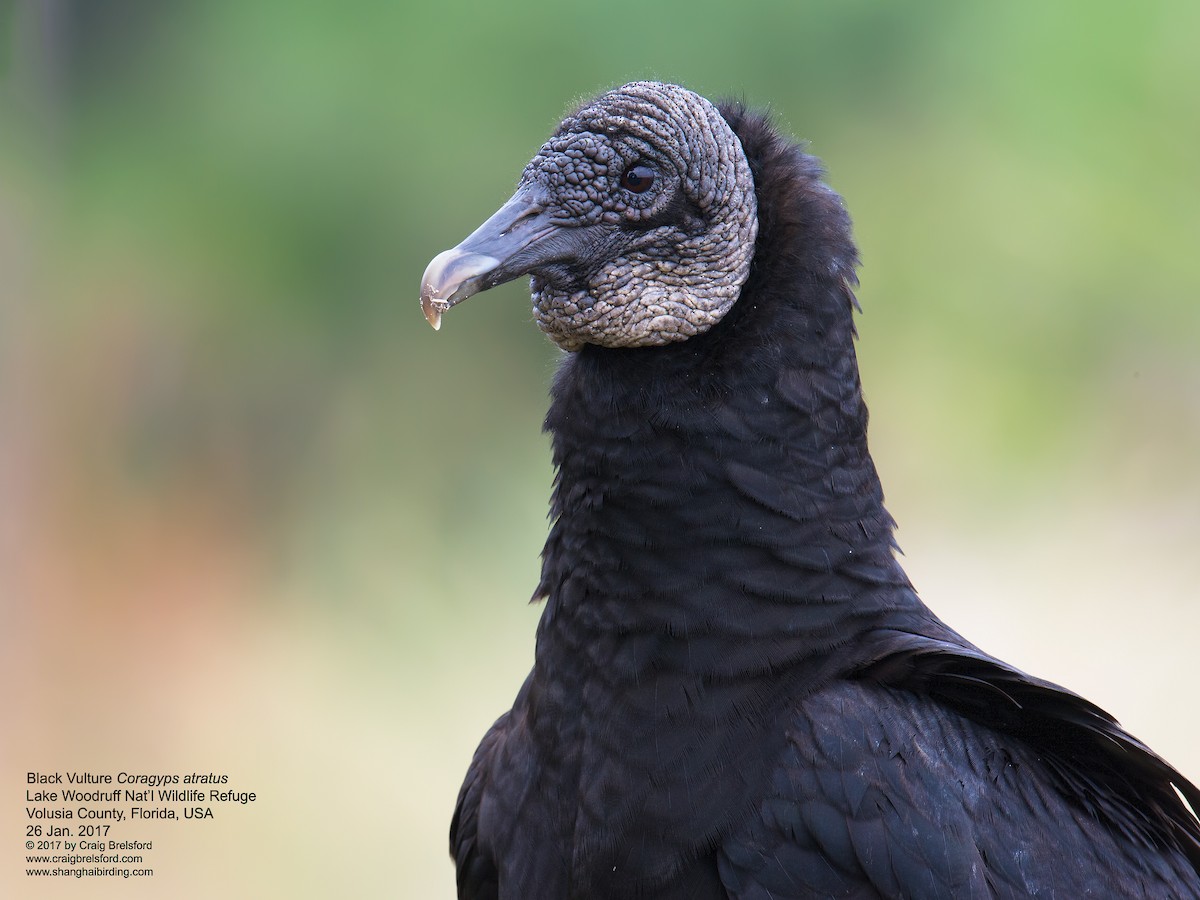 Black Vulture - ML46614421