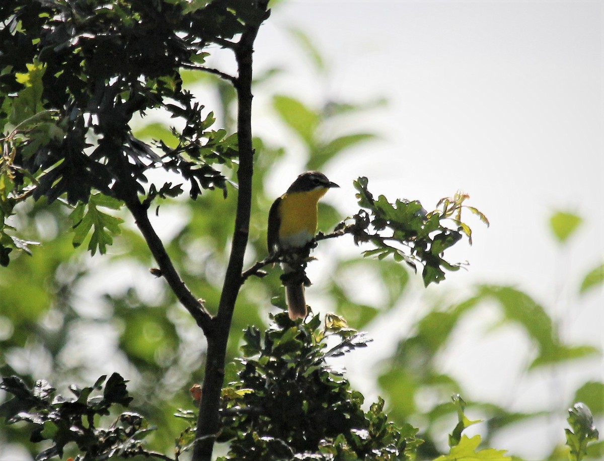Yellow-breasted Chat - ML466148431