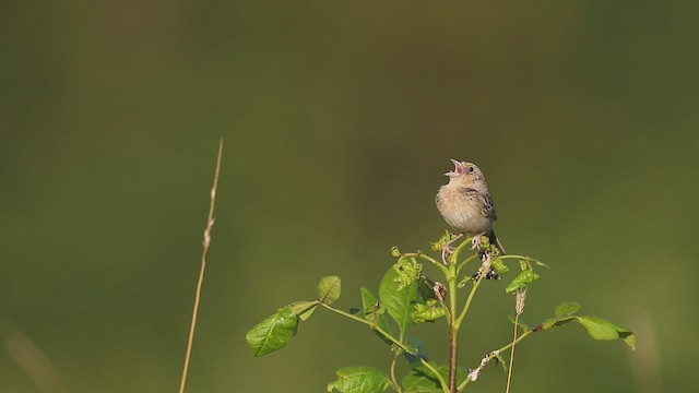 Grasshopper Sparrow - ML466148681