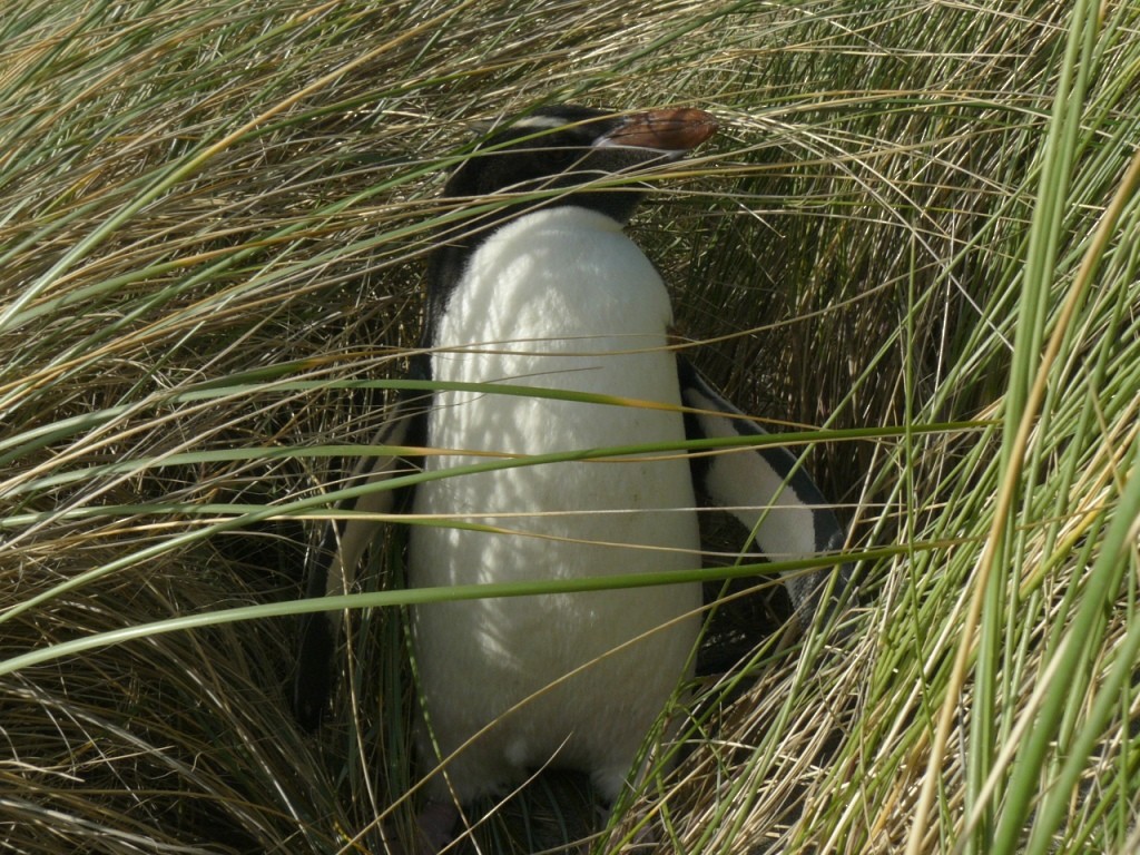 Erect-crested Penguin - Tansy Bliss