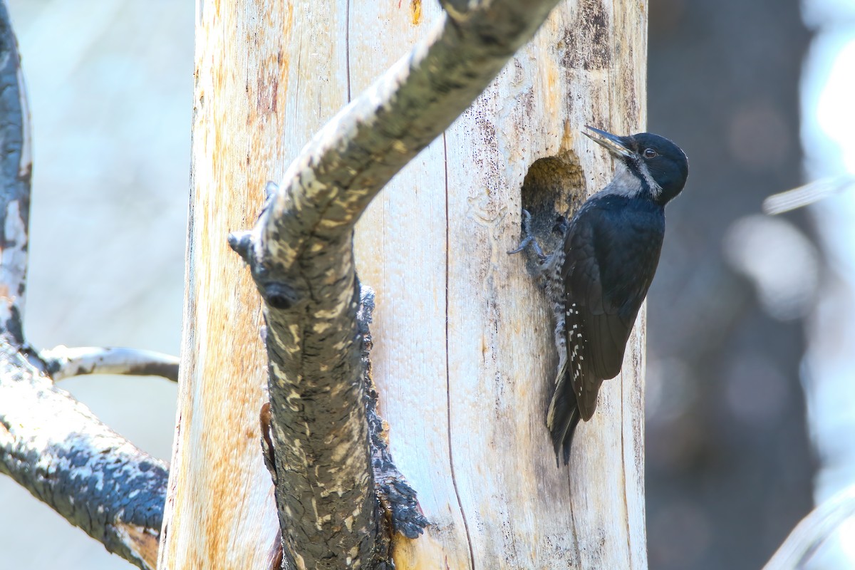 Black-backed Woodpecker - ML466167821
