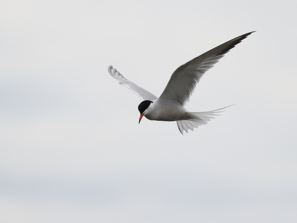 Common Tern - Kevin Lantz