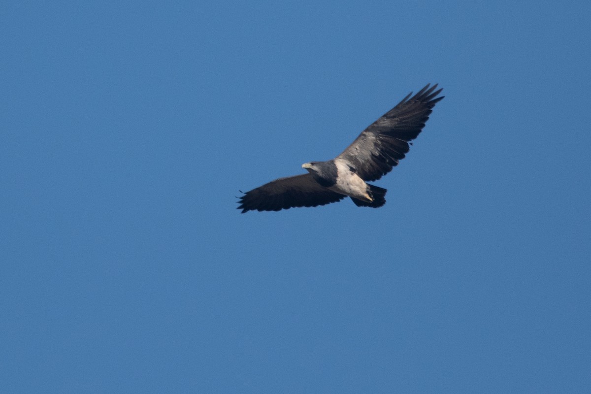 Black-chested Buzzard-Eagle - ML466172101