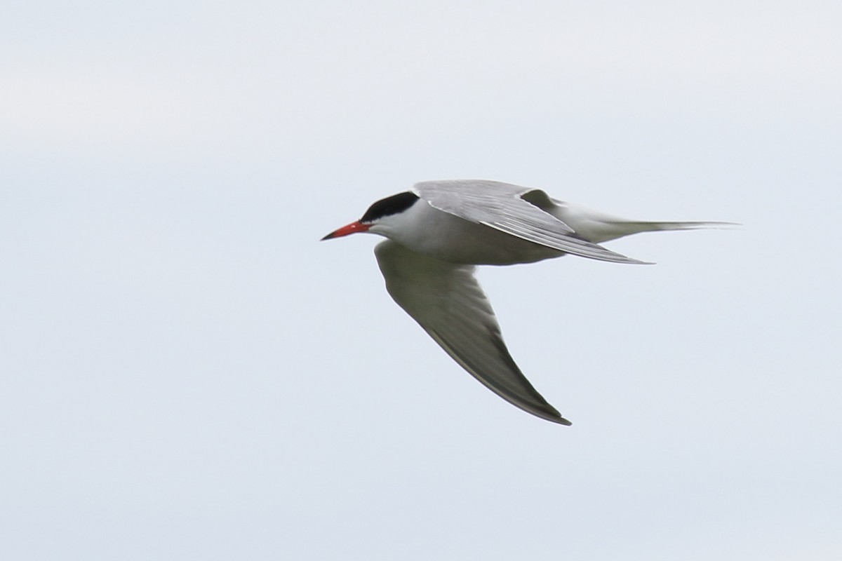 Common Tern - ML466173111