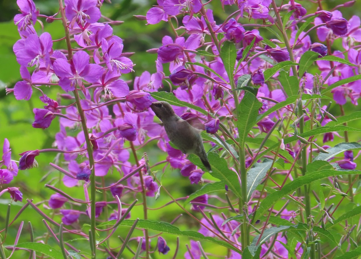 Anna's Hummingbird - ML466175541