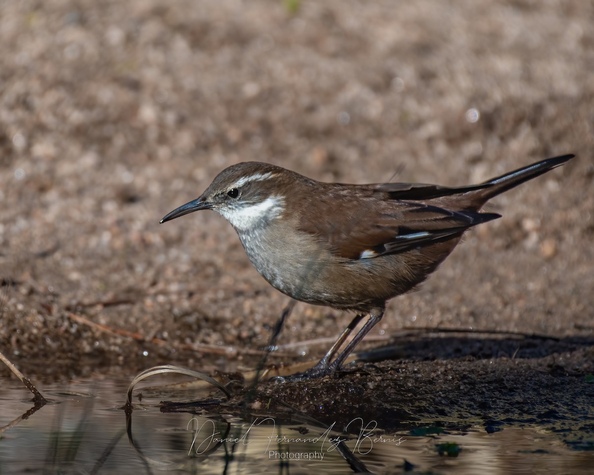 White-winged Cinclodes - ML466177931