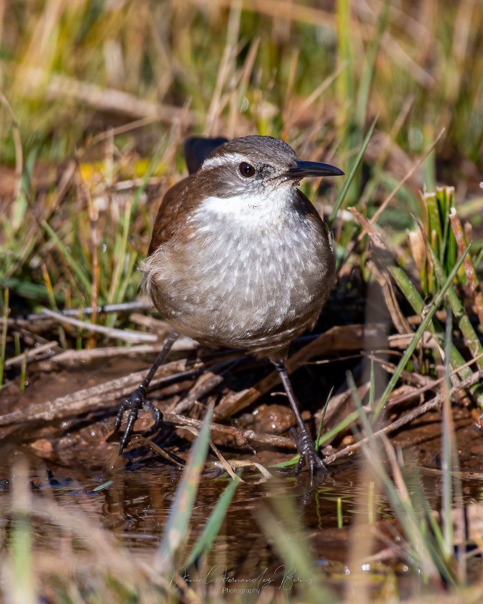 White-winged Cinclodes - ML466177941