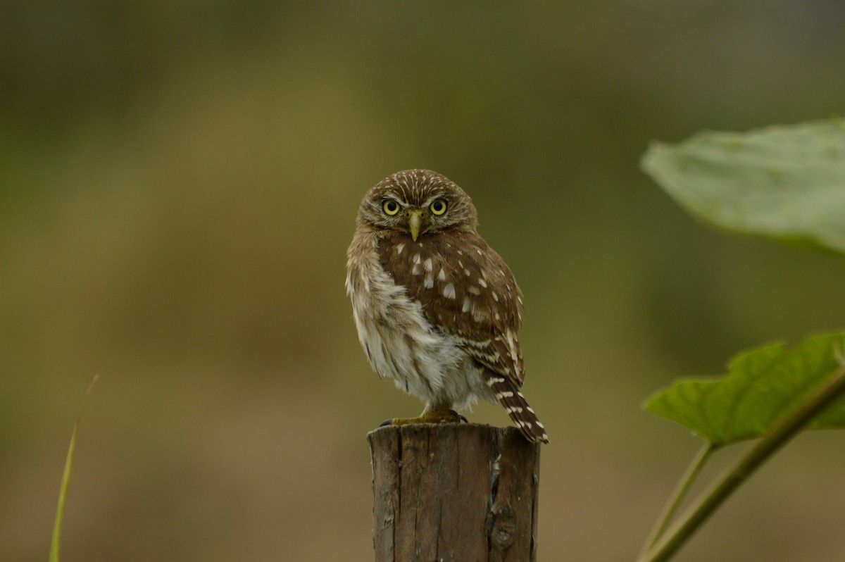 Peruvian Pygmy-Owl - ML466179501
