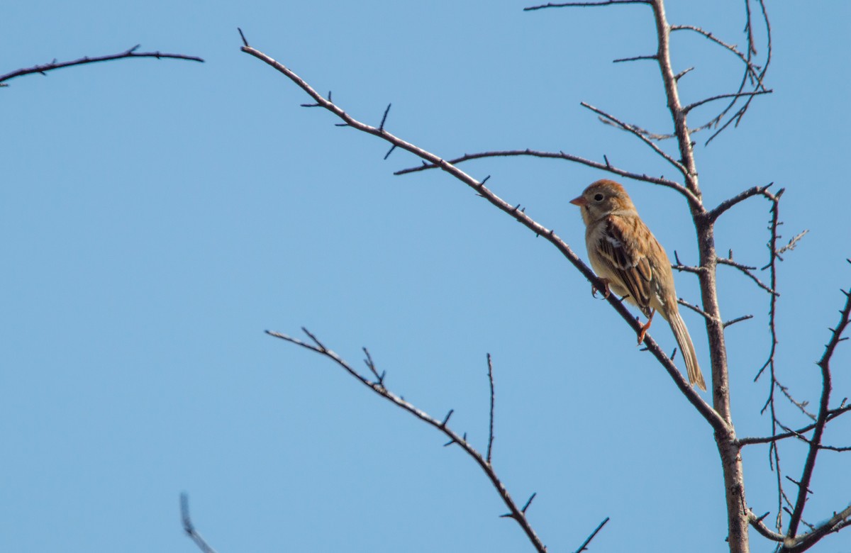 Field Sparrow - ML466180021