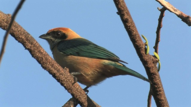 Burnished-buff Tanager - ML466181