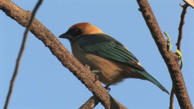 Burnished-buff Tanager - ML466182