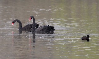 Black Swan, ML46618581