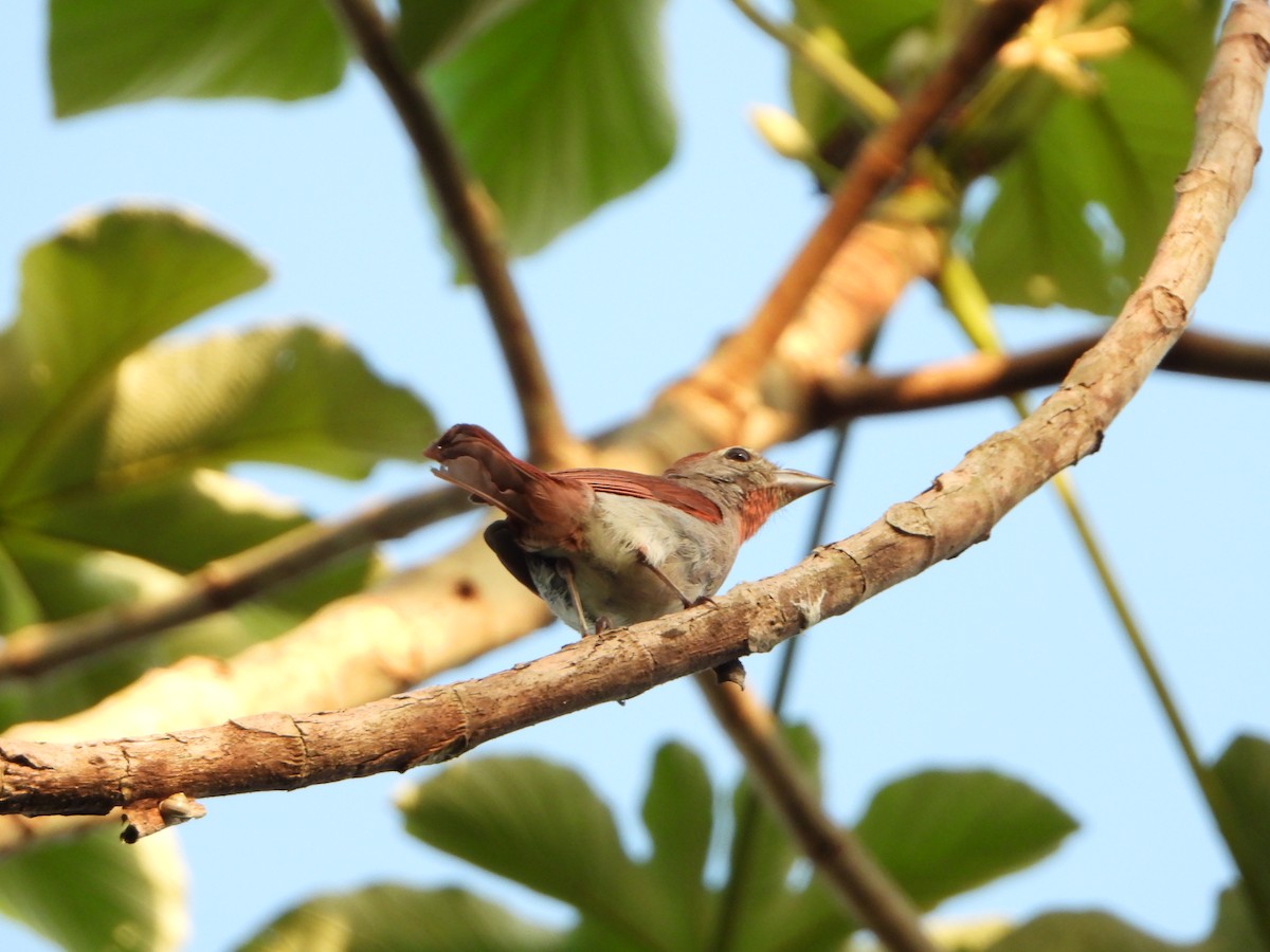 Rose-throated Tanager - ML466197691