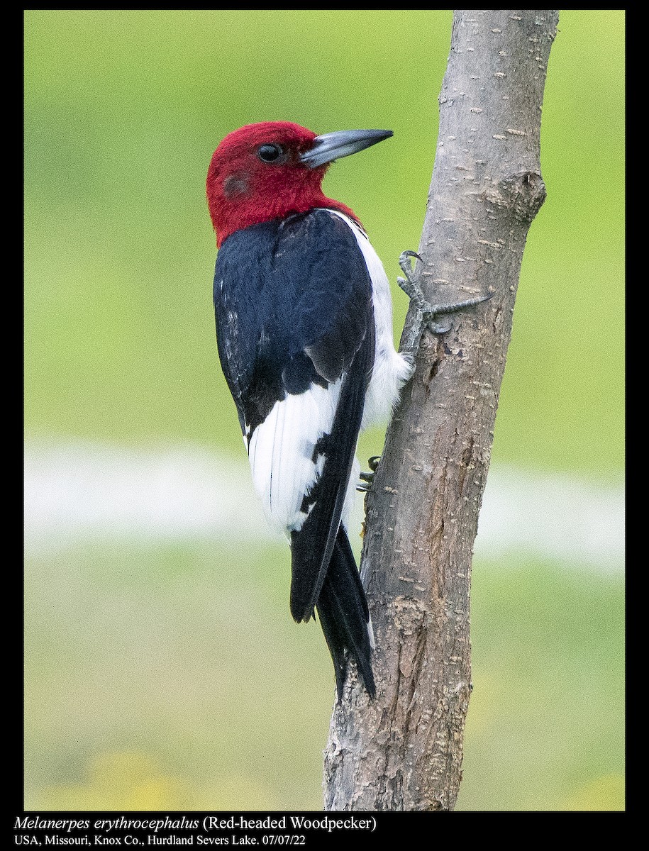 Red-headed Woodpecker - ML466198411