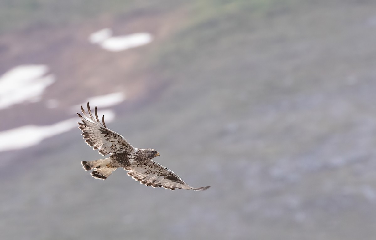 Rough-legged Hawk - George Armistead | Hillstar Nature