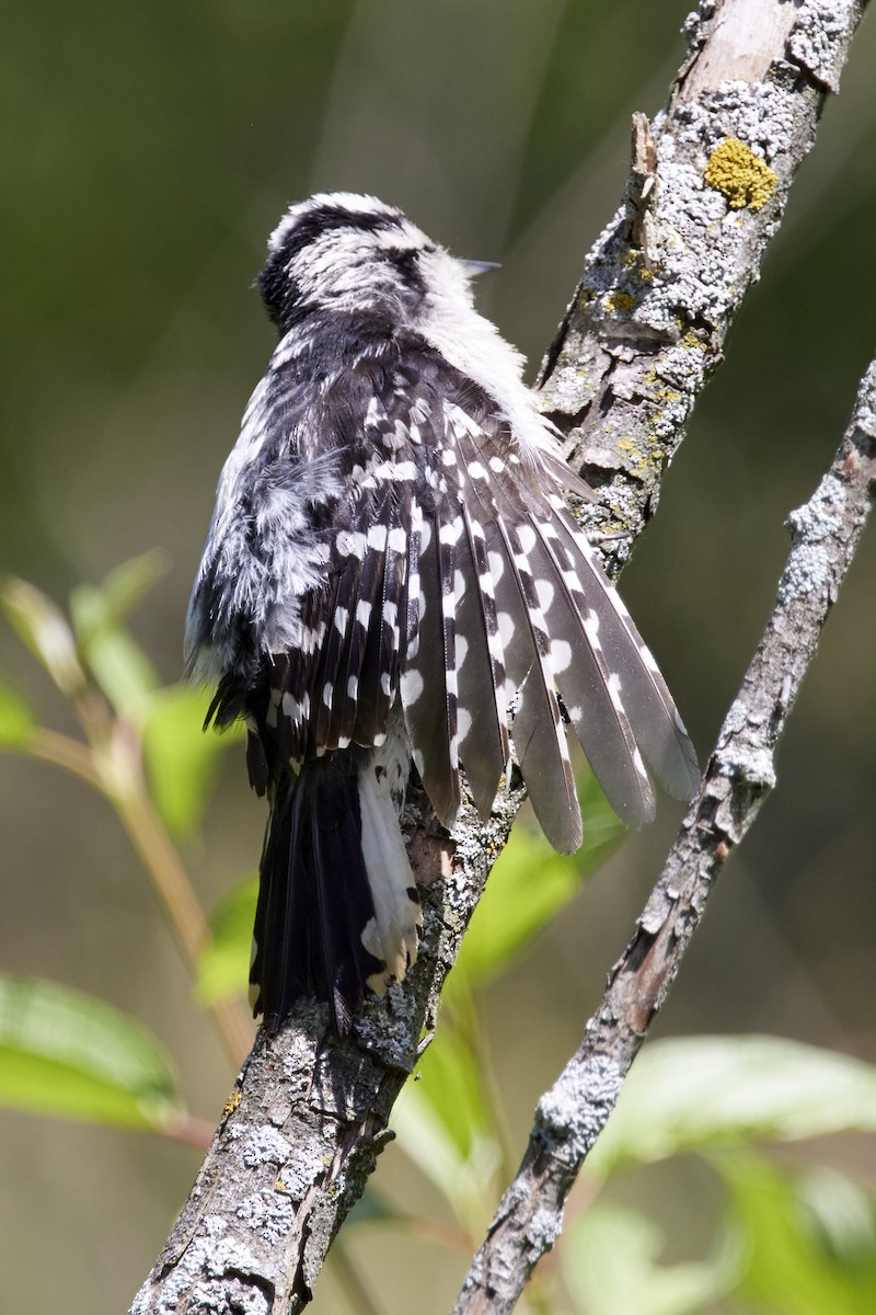 Downy Woodpecker - ML466201061