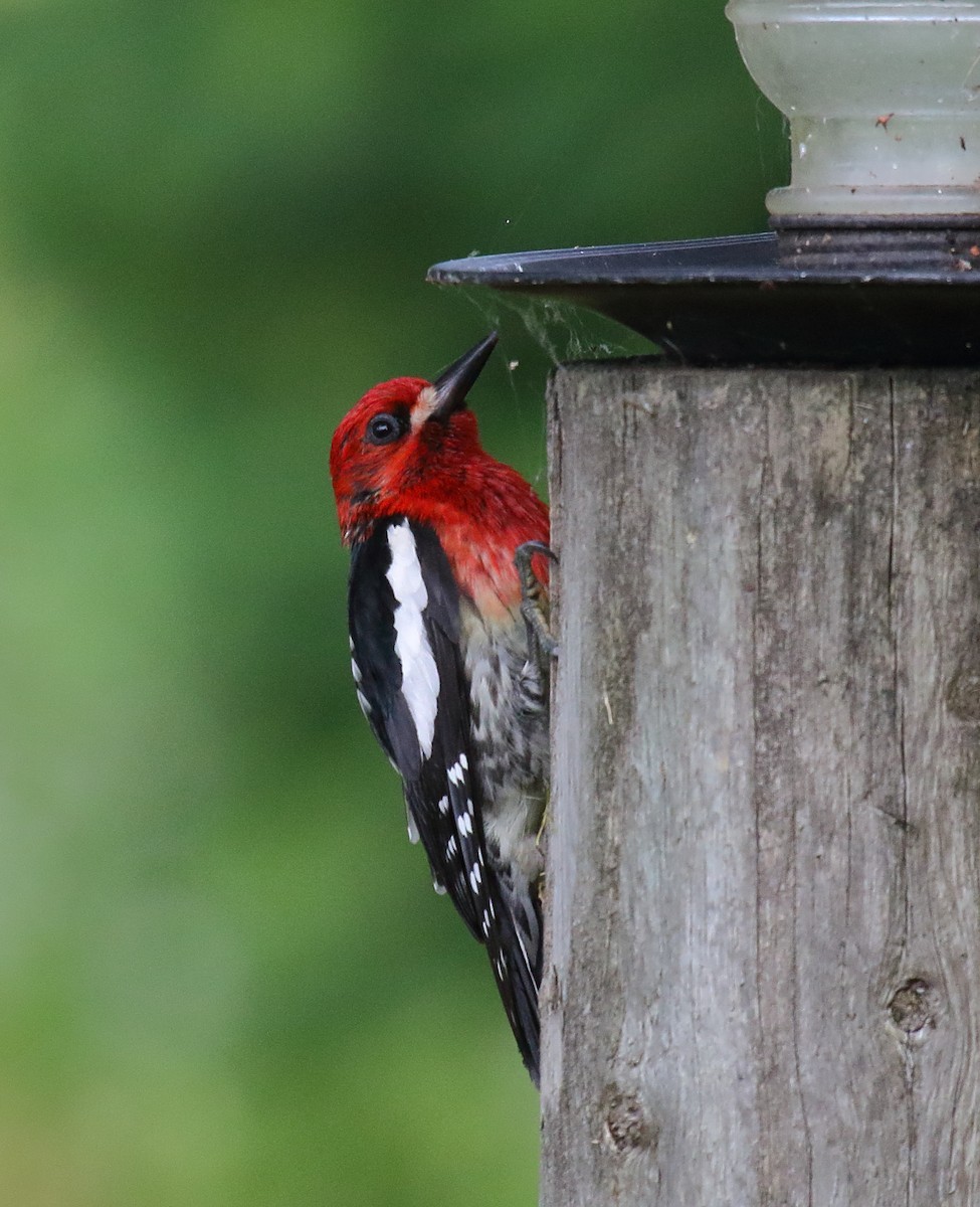 Red-breasted Sapsucker - ML466201771