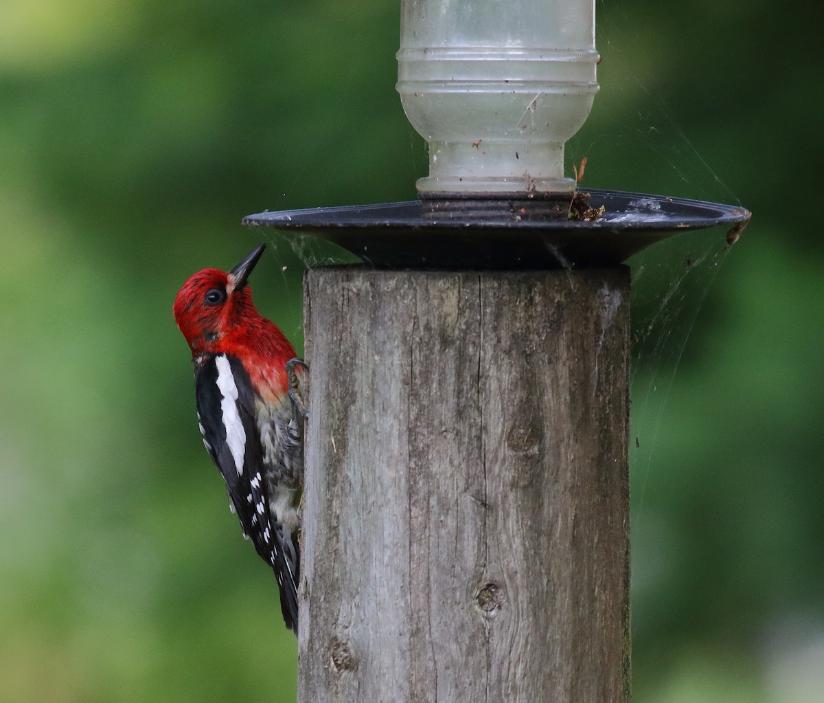 Red-breasted Sapsucker - ML466201791