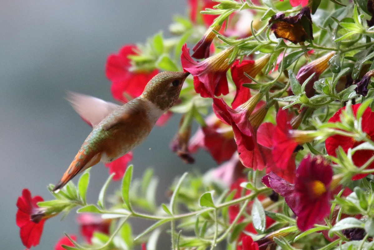 Rufous Hummingbird - ML466202301
