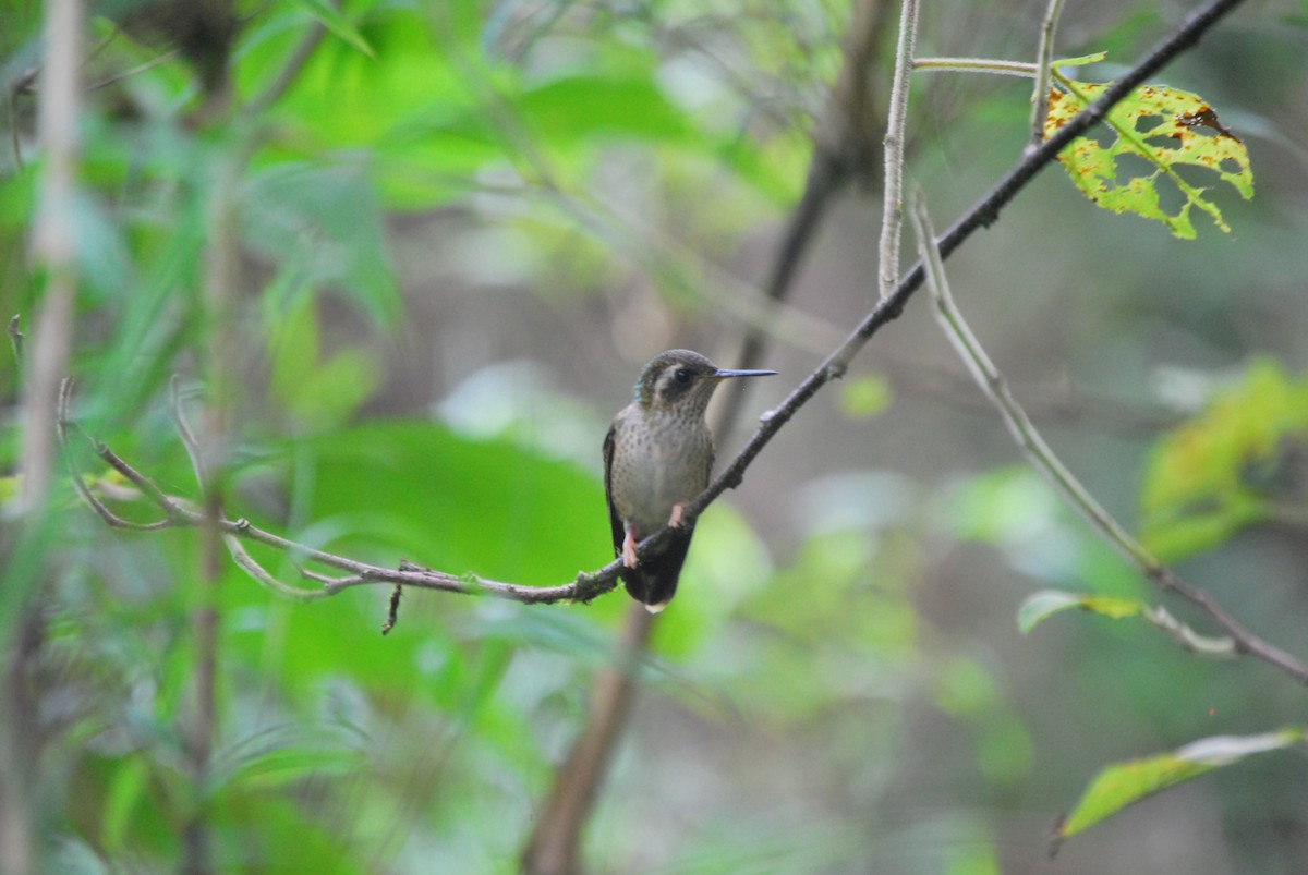 Speckled Hummingbird - ML466203511