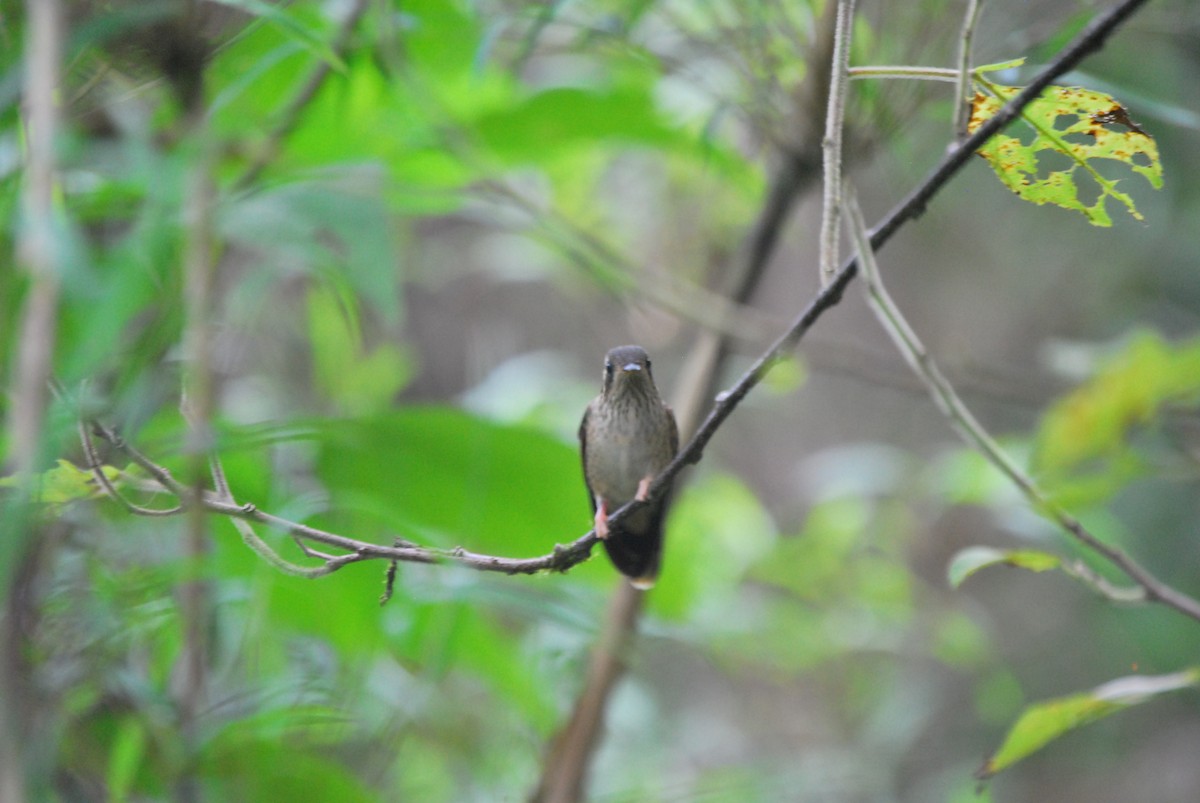 Speckled Hummingbird - ML466203531