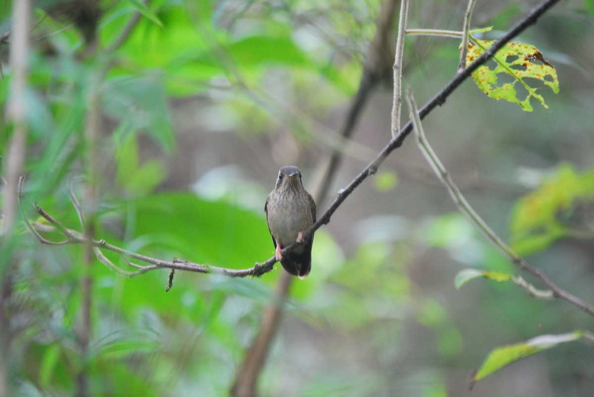 Speckled Hummingbird - ML466203551
