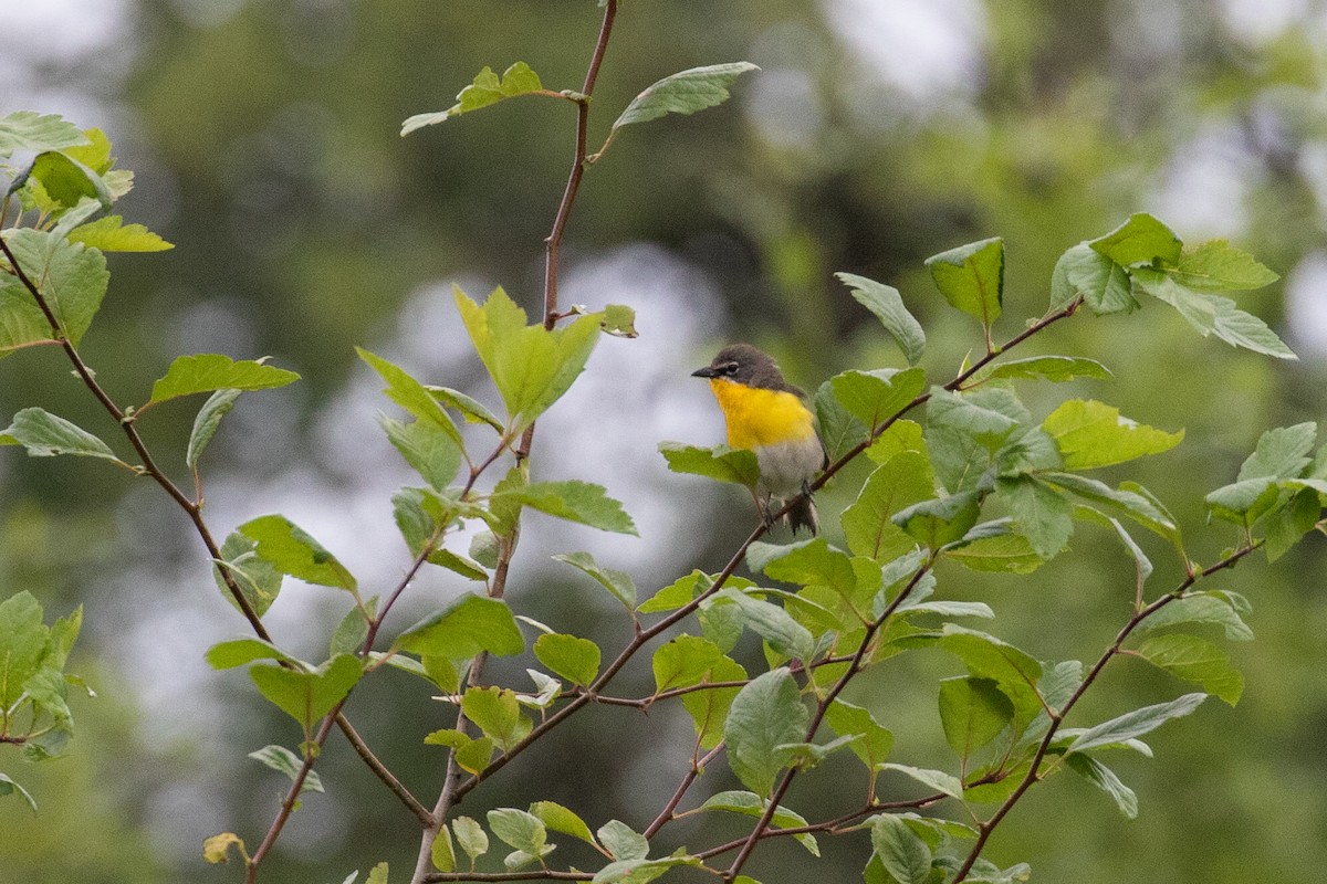 Yellow-breasted Chat - ML466206801