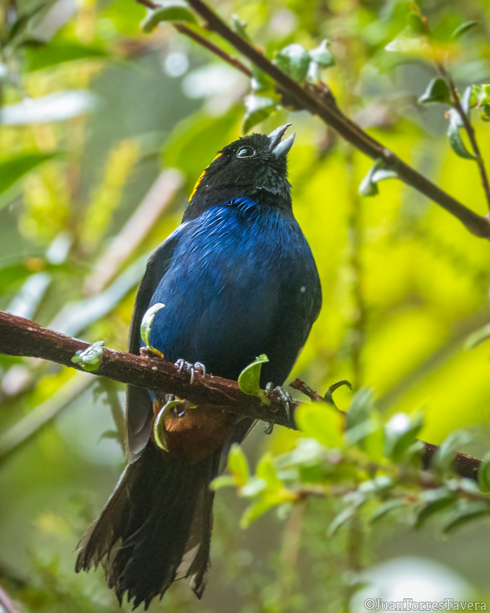 Golden-crowned Tanager - ML466207701