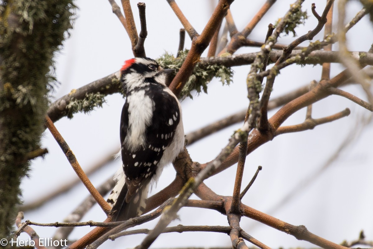 Downy Woodpecker - ML46620961