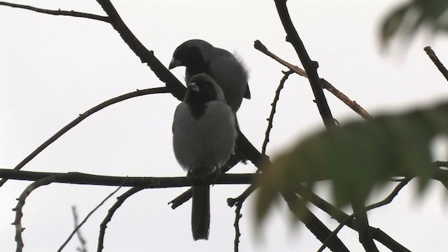 Black-faced Tanager - ML466210